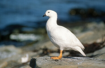 Ouette marine, male, Chloephaga hybrida malvinarum, Iles Falkland, Malouines