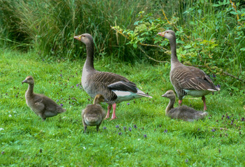 Oie cendrée, Anser anser, Greylag Goose, jeune, femelle