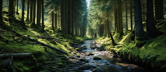Obraz premium Forest with river nature landscape view. AI generated image