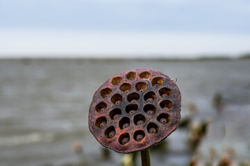 lotus fields at the river mouth in early autumn