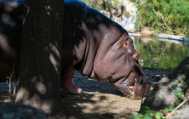 The amphibious hippopotamus feeds on straw