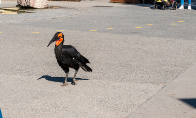 Bucorvus leadbeateri walks on the asphalt surface