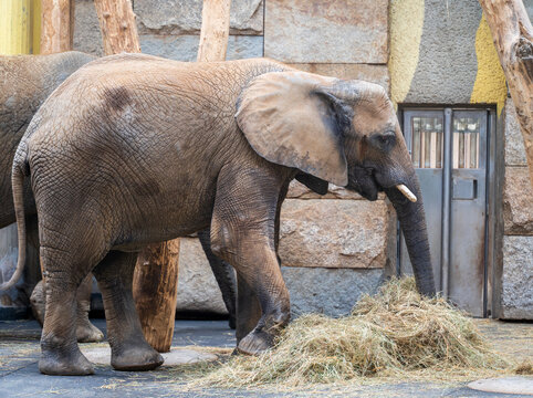Big elephant eats straw