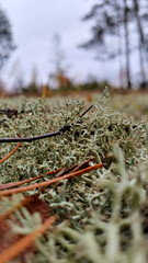 light green moss in the forest