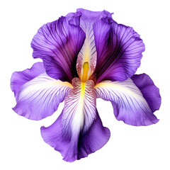 Vibrant Iris Flower Isolated