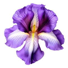 Fotobehang Vibrant Iris Flower Isolated © leftmade