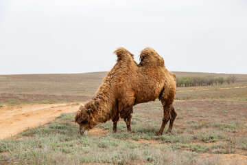 A double-humped camel, or bactrian, grazes in the Astrakhan steppe