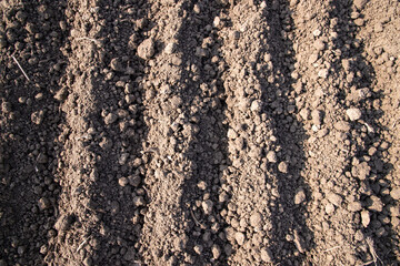 plowed soil  in a field during preparation for onion seed sowing in Bangladesh