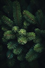 Fototapeta na wymiar Misty Winter Beauty: Dark Background with Beautiful Pine Tree Branch Closeup. Seasonal Quotes Copy Space. Vintage December Wallpaper.