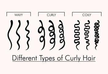 Types of Curly Hair. Kinky vs Coily. Female hairstyle vector illustration. - obrazy, fototapety, plakaty