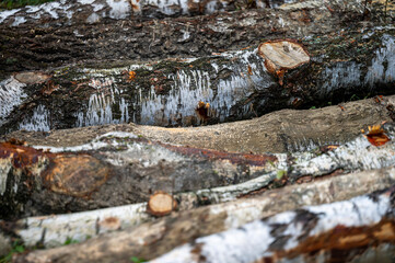 Stack of European white birch (Betula pendula) wood. Carpathian Mountains, Poland.