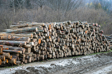 Stack of common beech (Fagus sylvatica) wood. Carpathian Mountains, Poland.