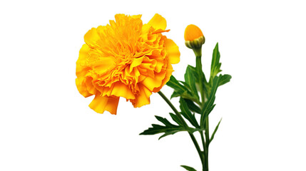 Marigold Flower isolated on transparent background, Generative ai.