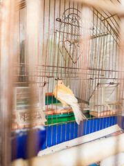 Yellow canary in a cage.