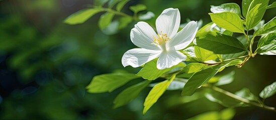 In the beautiful summer garden a white flower bloomed against the background of lush green trees surrounded by vibrant spring leaves showcasing the natural beauty of the plant