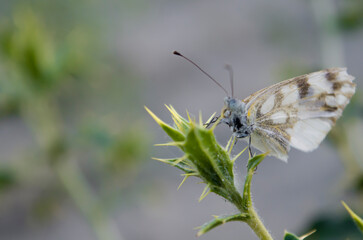 A stunning white butterfly with dark gray markings and its offspring perched atop a prickly shrub.