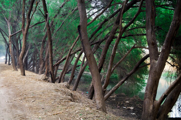 wooden bridge in the forest. Close-up of a green leaf on a pine beech tree with a blurred background in Pakistan Park.
