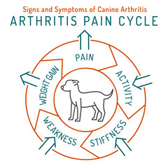 Arthritis, osteoarthritis in dogs. Common disease. Veterinarian infographics. - obrazy, fototapety, plakaty
