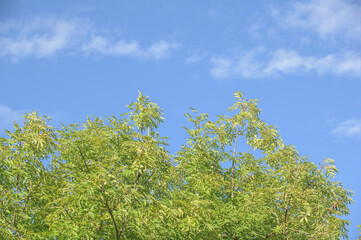 Grün belaubte Zweige der gemeinen Esche Fraxinus excelsior vor blauem Himmel mit Wölkchen