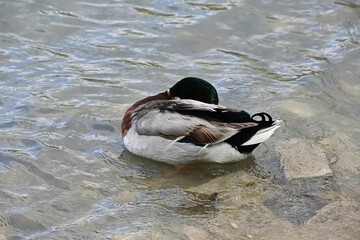 Cute mallard (Anas platyrhynchos) swimming in the calm lake with her head behind the wings