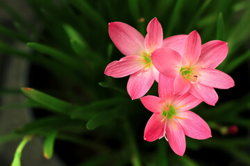 Rain lily flower bloom in the garden