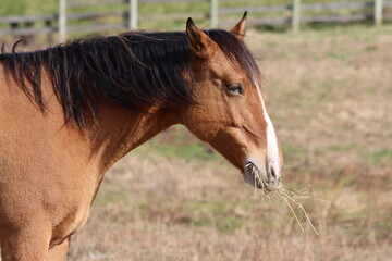 Closeup of a brown horse eating hay