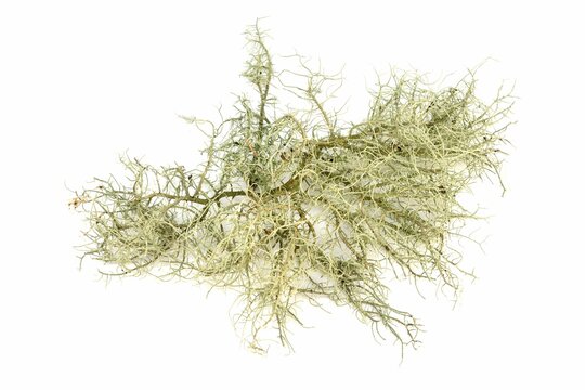 Lichen isolated on white background