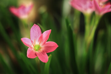 Pink rain lily flower bloom in the garden. Pink rain lily flowerhas  beauty petal color. Pink rain lily flower has botsnical name zephyranthes minuta from amaryllidaceae
