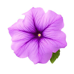 Lilac Petunia Flower, isolated