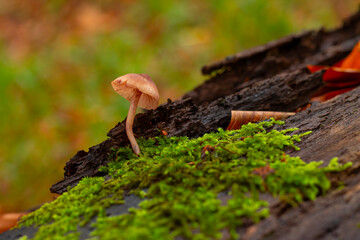 Mushroom on a stump in a beautiful autumn forest.