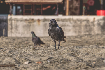 crow on the beach