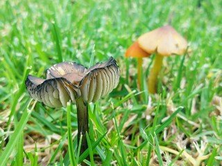 mushroom in the grass