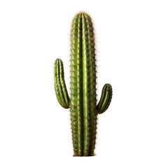 Saguaro Cactus Isolated