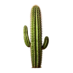 Foto op Canvas Saguaro Cactus Isolated © leftmade