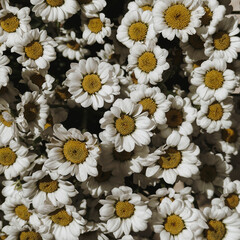 Floral pattern made of chamomile daisy flower buds. Valentine's background