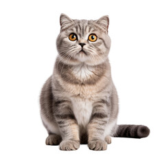 Adorable Tabby Cat Sitting, Isolated on Transparent Background for Design Use