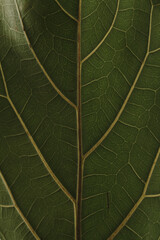Close up view of green foliage ficus lyrata leaf