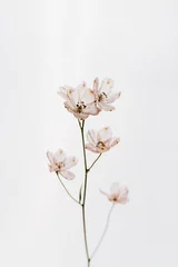 Gordijnen Pastel pink flower on white background © Floral Deco