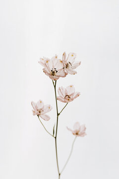 Pastel pink flower on white background