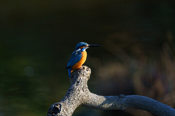 カワセミ　美しい鳥