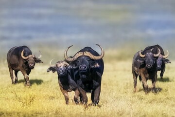 Herd of Tanzania buffalos, Syncerus caffer captured in a golden pasture