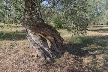 Centuries-old olive tree trunk, Puglia, Italy