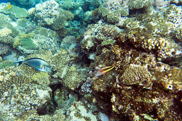 View of coral reef in red sea