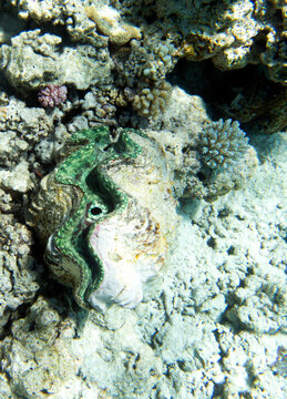 A close photo of a tridacna clam