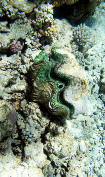 A close photo of a tridacna clam