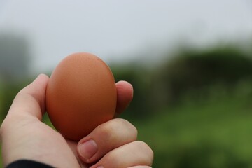 Person's hand holding chicken egg