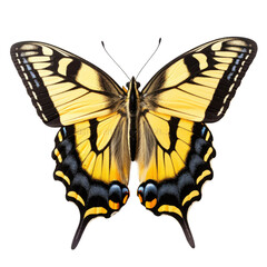 Swallowtail Butterfly, Isolated Insect