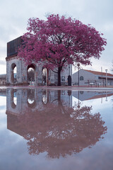 Paisaje urbano con árbol de flores rosadas y reflejos en el agua