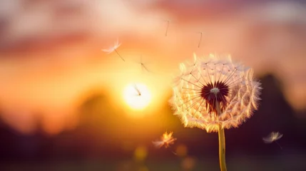 Fotobehang Sunset Dandelion Wish: A mesmerizing scene of dandelion seeds floating in the sunset breeze. © Sunanta
