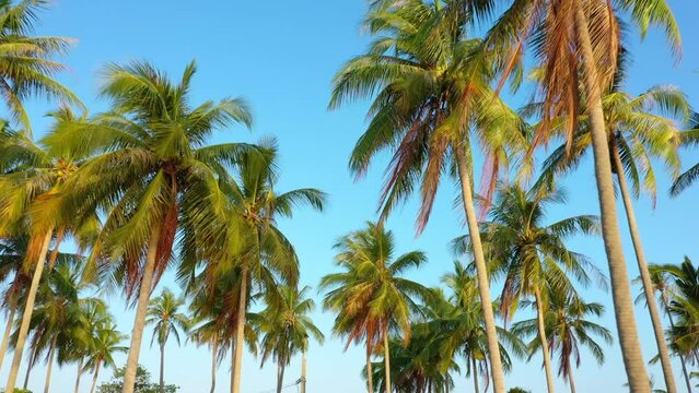 Drone view, Many coconut trees and a blue sky.